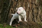 BULL TERRIER MINIATURE 290